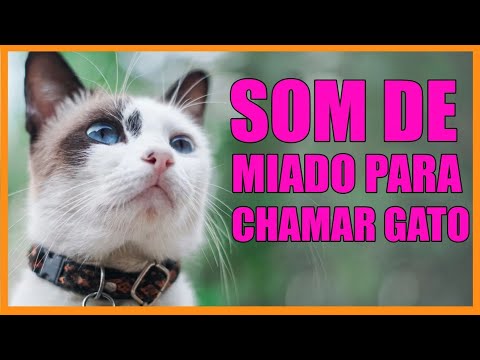 Miado de Gato  - Som de Gato Miando Para Chamar Gato  - Som de Miado de Gatos Para Atrair Gatos