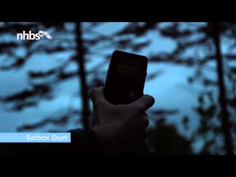 A bat survey with the Batbox Duet