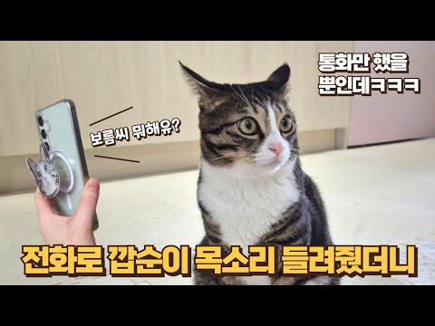 배고파서 예민한 보름이에게 깝순이 목소리 들려주면 생기는 일