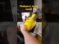 Pikachu Sings Sugar Crush