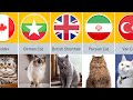 Cat Breeds From Different Countries