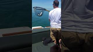 Kyle Fighting a Steelhead on Lake Ontario