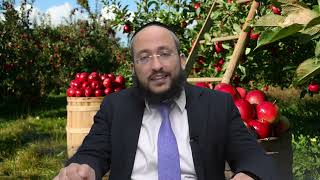 מה הם פירות הפקר?!, האם הם חייבים בתרו"מ? | הרב אברהם חדאד (מוסדות כיסא רחמים) - התמונה מוצגת ישירות מתוך אתר האינטרנט יוטיוב. זכויות היוצרים בתמונה שייכות ליוצרה. קישור קרדיט למקור התוכן נמצא בתוך דף הסרטון