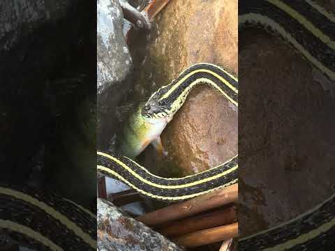 One of The Craziest Things I’ve Seen While Fishing!! #snake #fishing #perch #crazy #dontletthisflop