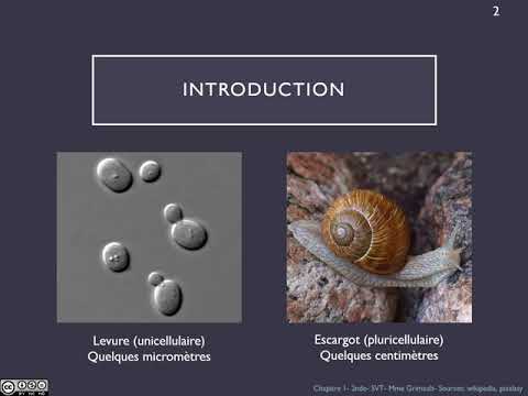 Chapitre 1: L'organisme pluricellulaire, un ensemble de cellule spécialisées