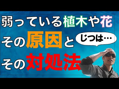 葉を失いかけている枯れたオリーブの木を救う方法をいくつかの簡単なヒントで紹介します。  庭園