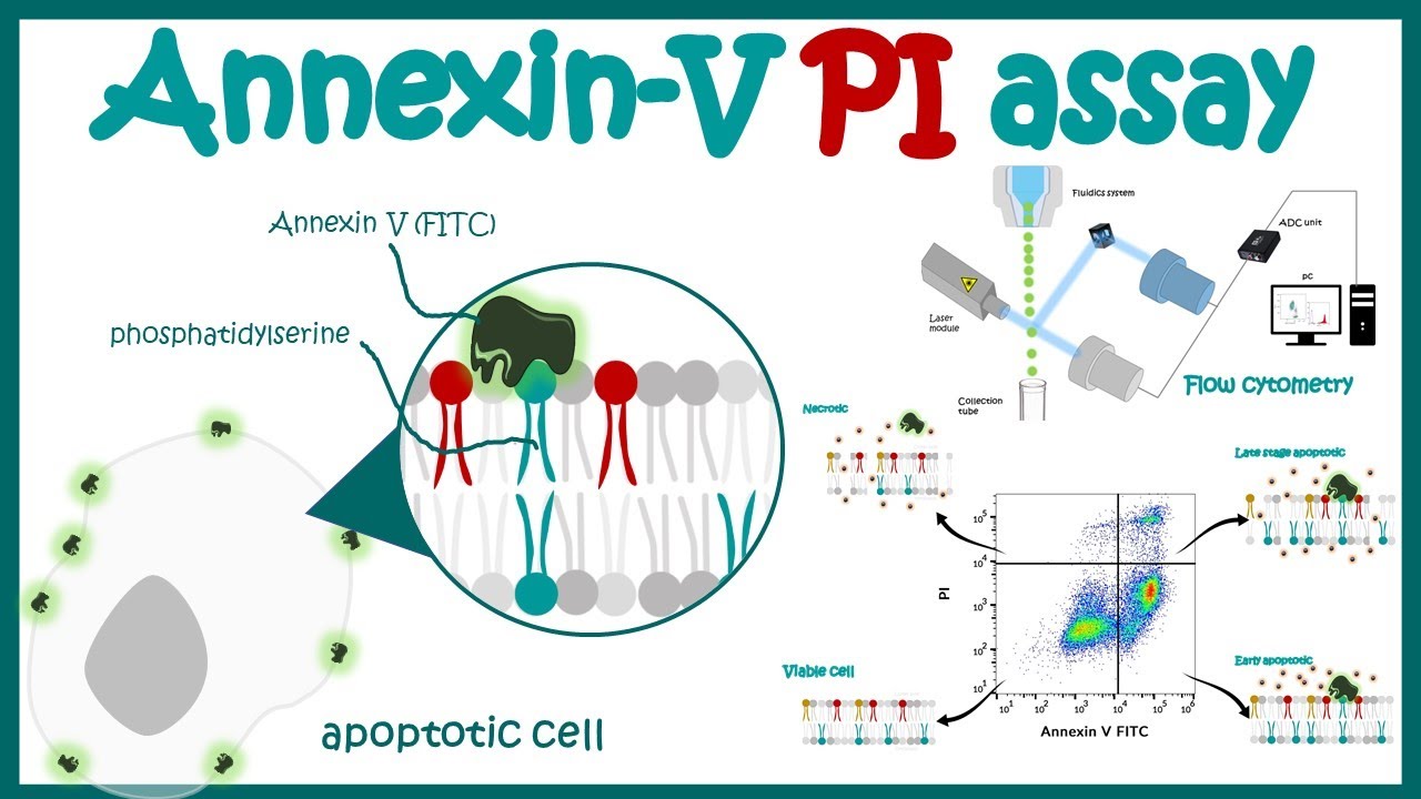 Annexin-PI Assay For Apoptosis | Annexin 5 Assay | Annexin V for early stage apoptosis detection