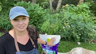 🌸 How to Get Rid of Japanese Beetles ~ Milky Spore Application 🌸
