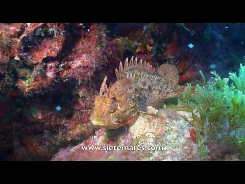 Scorpaena porcus