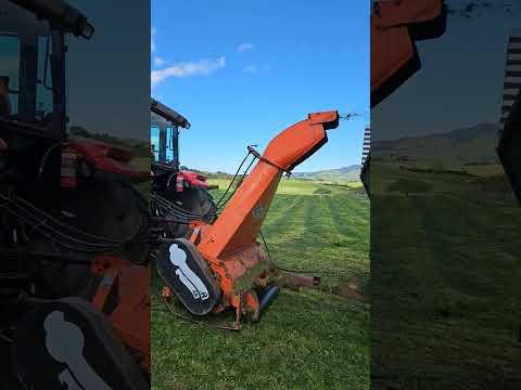 silage 2023. pickup silage for pit