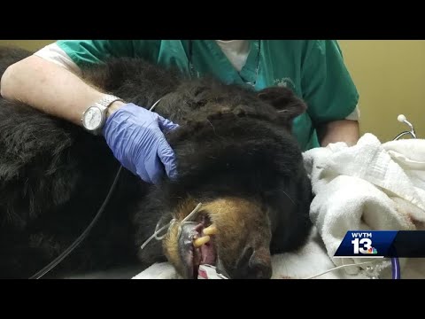 Pelham veterinary dentist works on 'beary' good patient