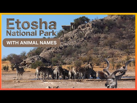 Etosha National Park Safari | 4 Days of Epic African Wildlife in Namibia 🇳🇦🦁🐘🦒