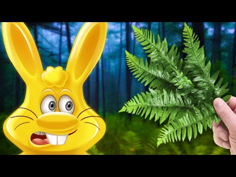 ПАПОРОТНИК ОРЛЯК И ЖЕЛЕЙНЫЙ ЗАЯЦ ХАРИТОН. ПОХОД В ЛЕС
