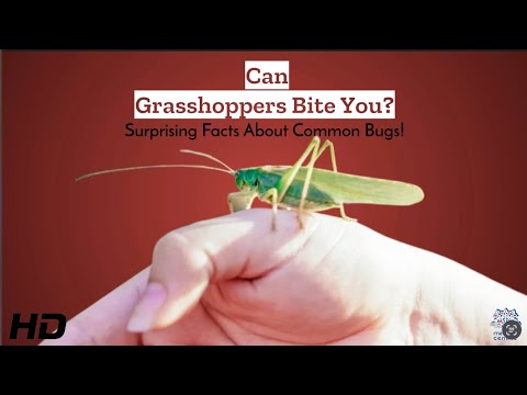 Grasshopper Bites: Myth or Reality?