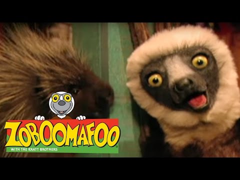 🐒 Zoboomafoo 🐒 118 | Feeling Good - Full Episode | Kids TV Shows