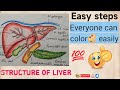 How to draw liver | how to colour liver with pencil colours | How to colour liver diagram