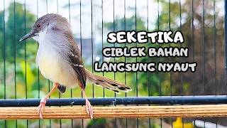 Download lagu SUARA BURUNG CIBLEK GACOR NGEBREN‼️PANCINGAN Ciblek Semi bahan jadikan ciblek kristal GACOR VARIASI mp3