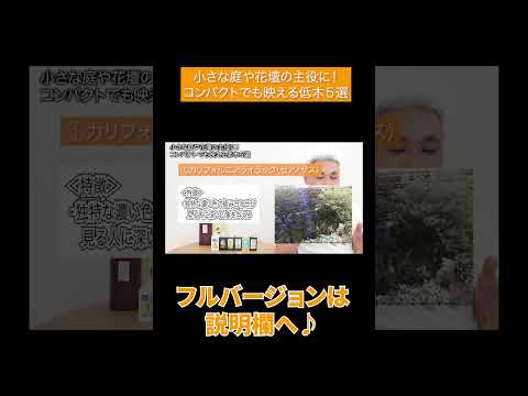 園芸 低木キジムシロ