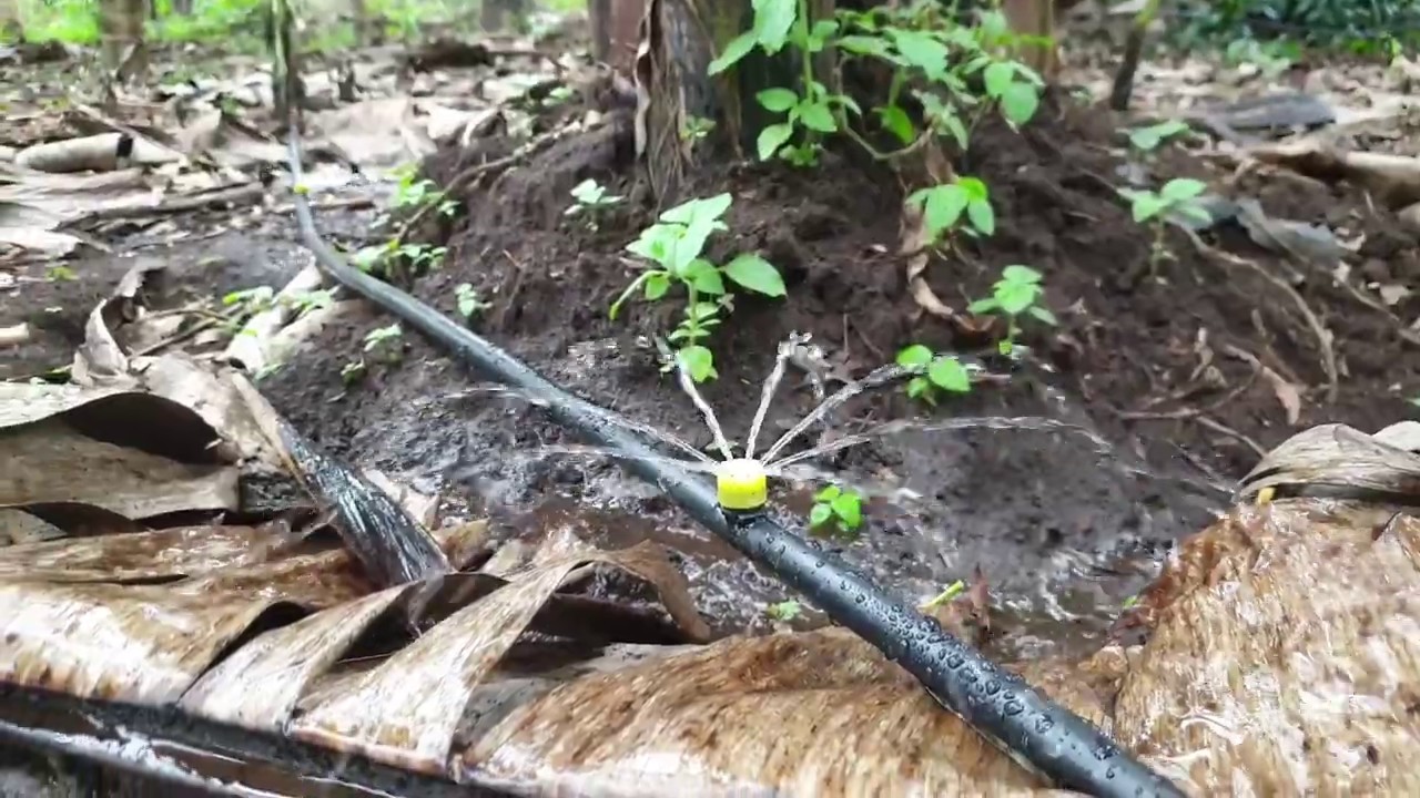 Multiple Outlet Adjustable flow online dripper demo