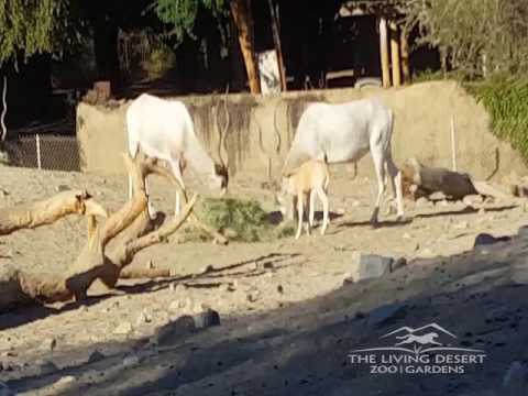 Baby Addax at The Living Desert