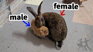 Giant Bunny & Lop "Love Dance!" 5 Signs of Bunny Love