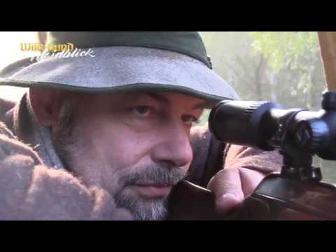 In den Wäldern Turawas - Wild und Hund bei Bavaria