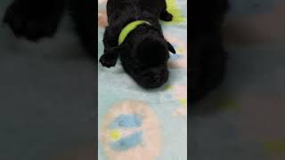 PekePoo Puppies Videos