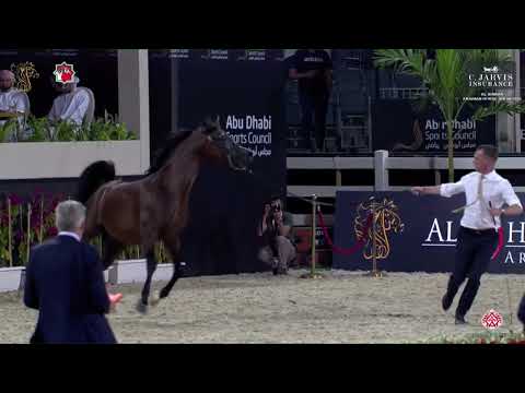 N.273 NASHMI AL HAWAJER - Al Shiraa International Arabian Horse Show 2023 - Stallions 4+ Years O...