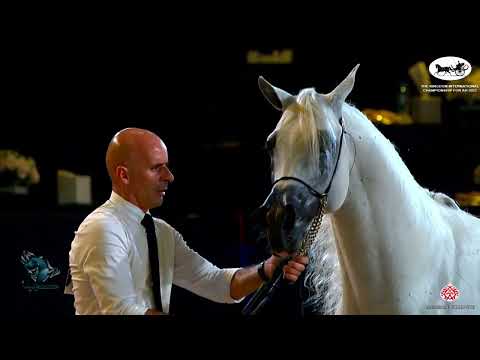 N 328 NABIL ALSAKAB   The Kingdom International Championship For AH 2022   Stallions 4 – 6 Years Old