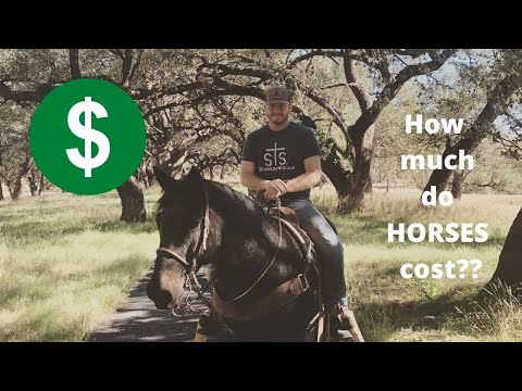 YouTube video about: How much do race horses cost?