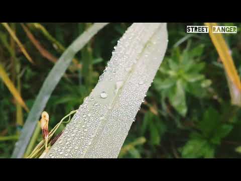 Winter morning / The street ranger