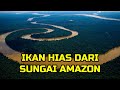 Ikan Hias Kevil Disungai Amazon