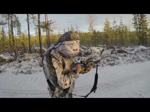 Black grouse hunting in Sweden