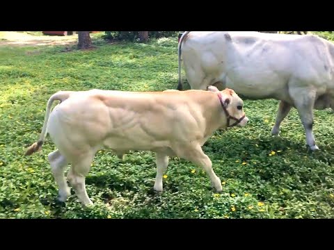 , title : '75 days old calf & 18 years old cow | Piemontese breed'