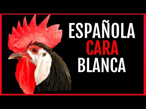 , title : 'Raza Española cara blanca.'