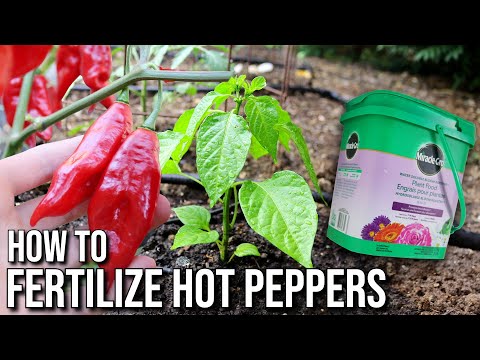 How to Fertilize Hot Peppers for Peak Production EVERY Time