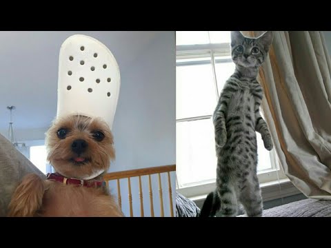 Funny Pets 2021/Try not to laugh