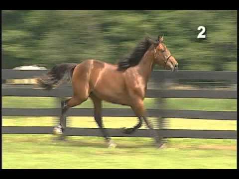 Hip 2 - Warrawee Needy