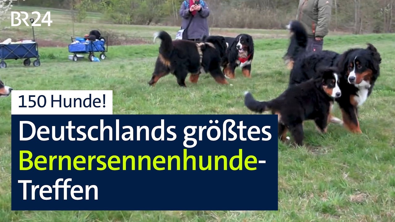150 Hunde bei Deutschlands größtem Bernersennenhunde-Treffen | Abendschau | BR24