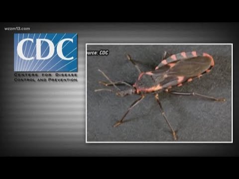 Is the kissing bug a problem?