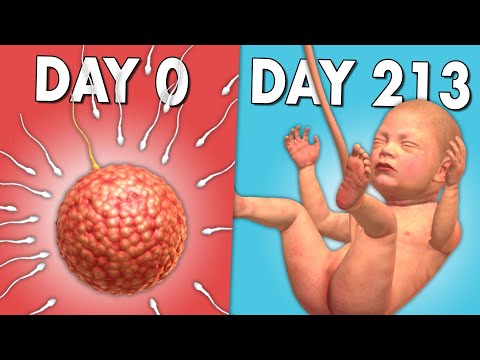 I Grew an ENTIRE Baby in 80 Minutes (9 Months) - YouTube