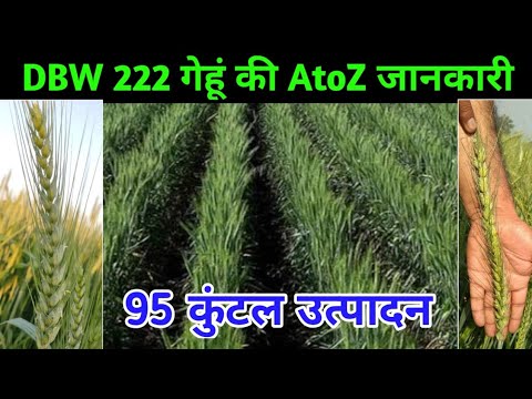 DBW 222 Gehu Variety