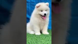 Samoyed Puppies Videos