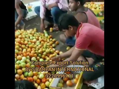 Indian a grade export quality green tomato nashik mumbai