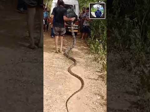 20 ft King cobra resuce from odisha #snake #short #shorts