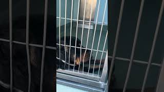 Video preview image #1 Rottweiler Puppy For Sale in Pasadena, CA, USA