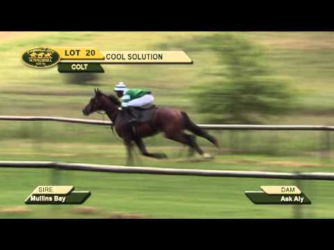 LOT 20 - COOL SOLUTION (Mullins Bay - Ask Aly) Colt