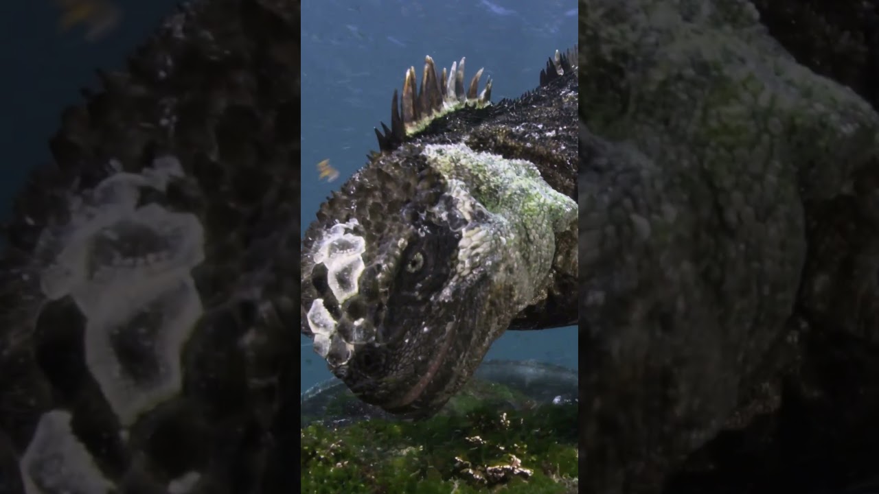 Mini Godzilla