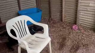 Video preview image #1 Labrador Retriever-Unknown Mix Puppy For Sale in Rustburg, VA, USA