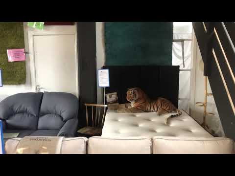 Sofa King showroom June 2019